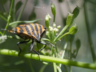 Zagadka #16007